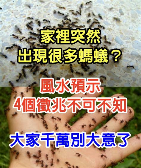 家裡突然很多螞蟻|家裡出現很多小螞蟻怎麼辦？內行教5招天然殺蟲方法…